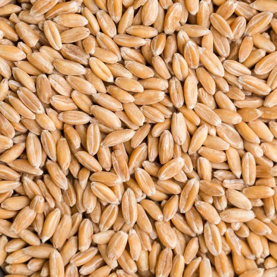 Organic Spelt Kernels J Holdings Enterprises